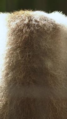 Kürklü bir hayvanın kafasının yakın çekimi.