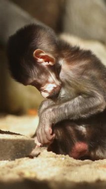 Yetişkin bir maymunun yanında yerde oturan bebek bir maymun.