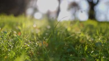 Bereketli yeşil çimenler ve yonca tarlaları sıcak güneşten parlayan güzel merceklerle yakından çekiliyor.
