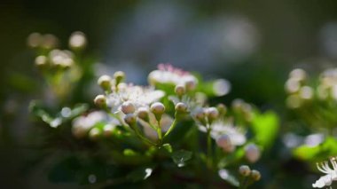 Narin beyaz mayıs çiçeği şahin bir dalda çiçek açar ve tomurcuklanır bahar melteminde usulca sallanarak
