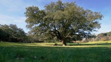 Yavaş kamera, güneşli yeşil bir çayırda duran büyük, ıssız bir holm meşesi ağacına doğru zum yapıyor.