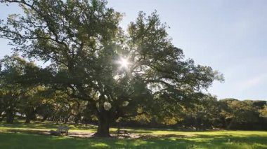 Parlak güneş yeşil yaprakların arasından ve parktaki büyük, yaşlı bir meşe ağacının dallarından parlıyor.