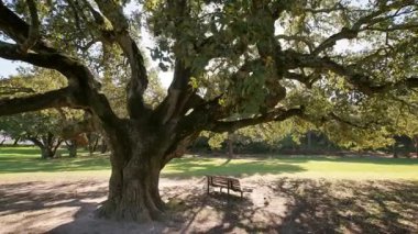 Çarpık dalları olan görkemli, antik meşe ağacı güneşli çimenli bir tarlada tek başına duruyor.