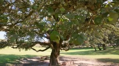 Kocaman bir gövdesi ve geniş dalları olan antik meşe ağacı çimenli bir parkta tek başına duruyor.