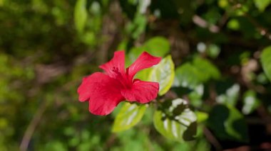 Güneşli bir günde yemyeşil bir bahçede açan tek bir kırmızı amber çiçeğinin yakın çekimi.