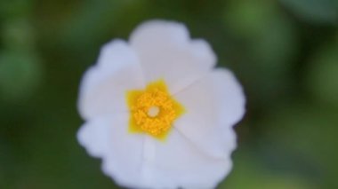 Sarı merkezli tek bir Montpelier çiçeği yeşil bir arka planda rüzgarda sallanıyor.