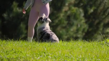 Şirin mavi merle australian çoban köpeği sahibinden aldığı ödül için sevinçle atlıyor.