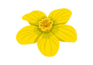 Karpuz çiçeği. Beyaz arkaplanda bir yaz çiçeğinin vektör çizimi.