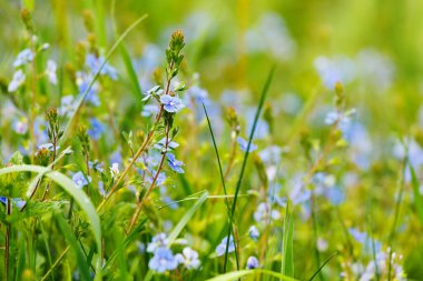 Çimenli Çevre Doğası Arkaplanı