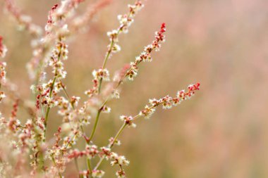 Kırmızı arka planda kırmızı çiçekli yabani otlar. Makro.