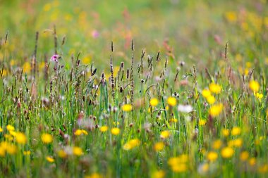 Çimenli Çevre Doğası Arkaplanı