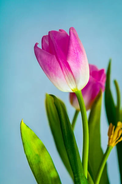 Różowe Kwiaty Tulipana Niebieskim Tle Zdjęcia Stockowe bez tantiem