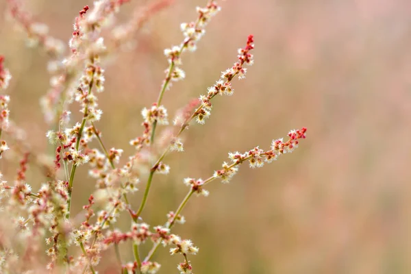 Wild Grass Red Flowers Red Background Macro Stock Picture
