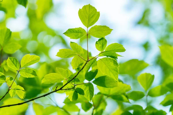 Wiosna Lub Lato Sezon Abstrakcyjny Natura Tło Niebieskim Niebem Tyłu Obrazek Stockowy