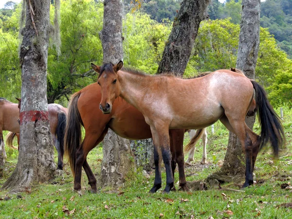 Caballo en el Gran Valle . —  Fotos de Stock