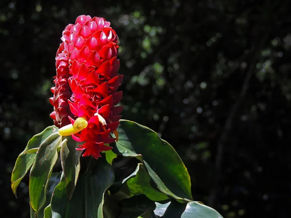 Bloem van de keizer, botanische tuin, Merida, Venezuela bloem. — Stockfoto