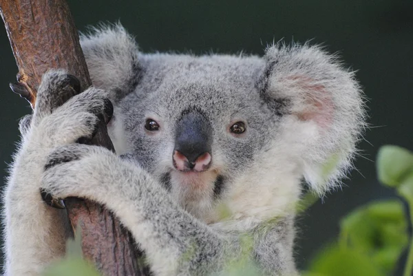 Koala Queensland. — Stock Fotó