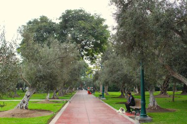 San Isidro, Lima, Peru - 24 Mayıs 2025: Zeytin ağaçlarıyla birlikte halk parkı Bosque El Olivar hem kültür mirası hem de eğlence alanıdır. Vatandaşlar temiz havanın ve güzel bir ortamın tadını çıkarıyorlar.. 