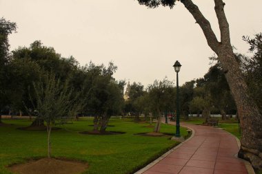 San Isidro, Lima, Peru - 24 Mayıs 2025: Zeytin ağaçlarıyla birlikte halk parkı Bosque El Olivar hem kültür mirası hem de eğlence alanıdır. Vatandaşlar temiz havanın ve güzel bir ortamın tadını çıkarıyorlar..
