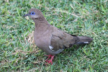 Meraklı Batı Peru güvercini ya da Pasifik güvercini (Zenaida melodası) gözlerinde kendine özgü mor-mavi halkalarıyla doğrudan kamera merceğine bakar..