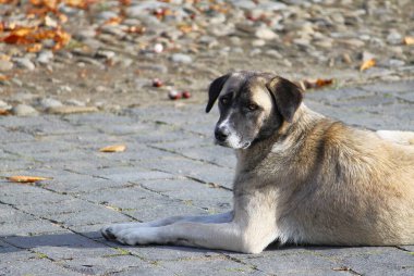 Transilvanya köyünün kaldırım taşı sokağında yatan başıboş Kangal Çoban Köpeği. Güneşli sonbahar gününde dışarıda dinlenen büyük melez bir hayvan. Sakin yüz ifadesi. Kestane, arka planda yeşillik