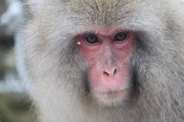 Yamanouchi, Shimotakai, Nagano, Chubu, Japonya: Jigokudani Maymun Parkı 'ndaki kalın gri kürklü ve pembe yüzlü vahşi Japon makakçı kar maymununun aşırı yakın portresi. Keskin bakışlar.!