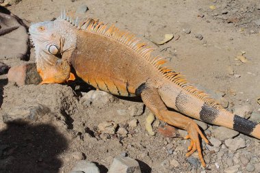 Büyük portakallı yeşil iguana, Iguana iguanası, kayalık zeminde güneşleniyor, dikenleri ve çiğ tanelerini gösteriyor. Doğal Karayip ortamında parlak güneş ışığının tadını çıkaran güzel tropikal sürüngen..