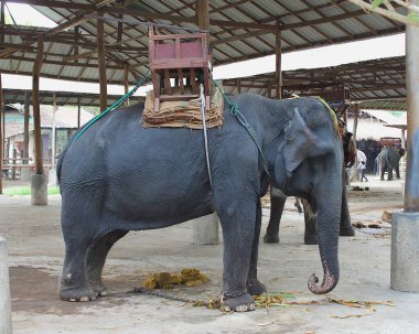 Chiang Mai, Tayland: Ahşap koltuklu esir fil fil kampında teneke çatı altında duruyor. Metal zincirlerle korunan eyerli hayvanın yan görüntüsü.