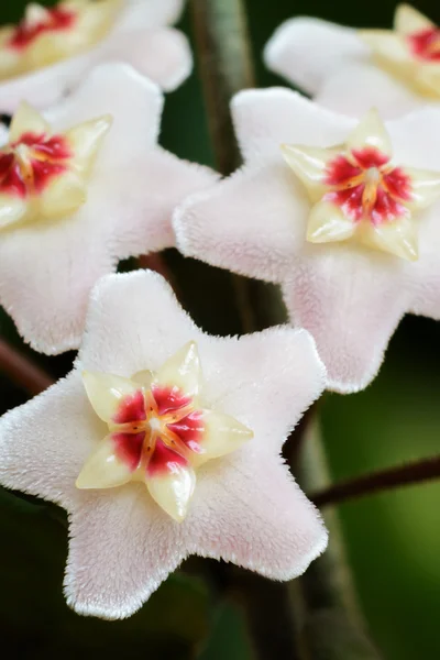 Hoya carnosa, balmumu bitki