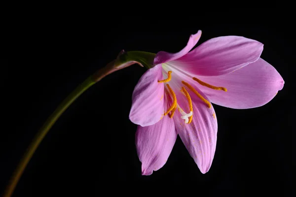 Siyah bir arka plan üzerinde izole Zephyranthes