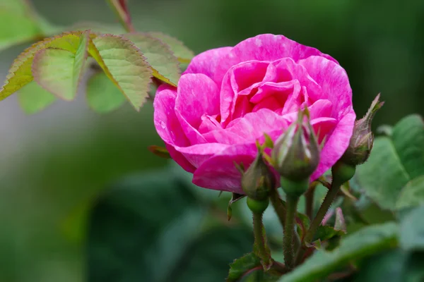 Krzew róży z bliska Obrazek Stockowy