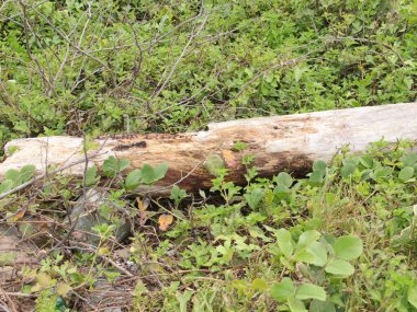 Yeşil yosunlu eski ahşap doku