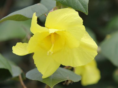 Güzel botanik fotoğrafı, doğal duvar kağıdı.