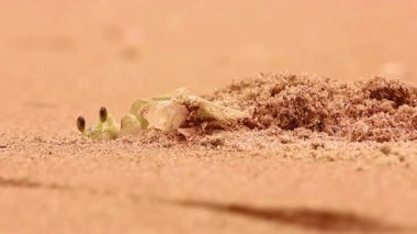 Yuvasından çıkan küçük bir yengeç kumsaldaki kuma dokunur..