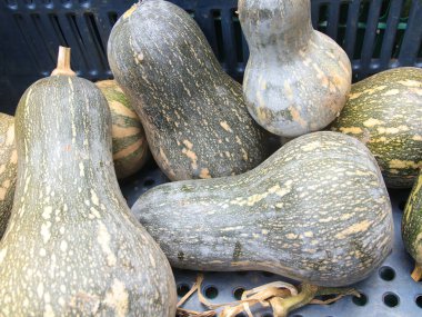 Piyasada taze balkabakları