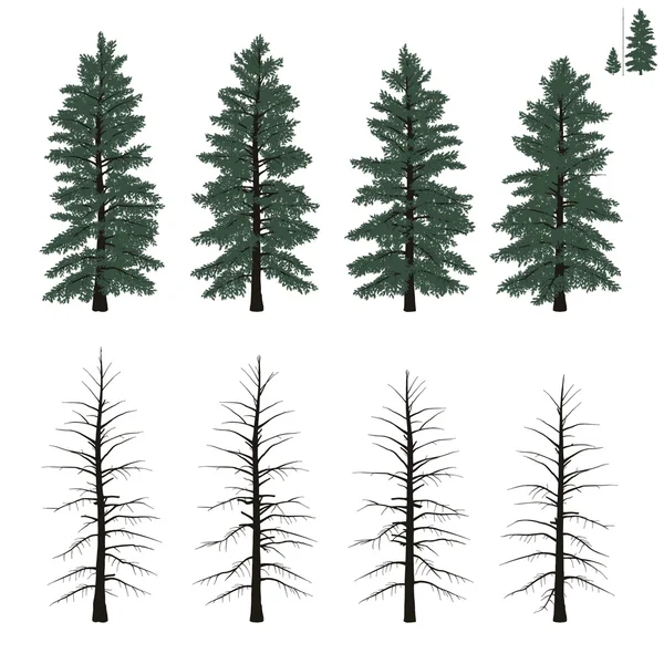 Mature firs set in flat colors — Stock Vector