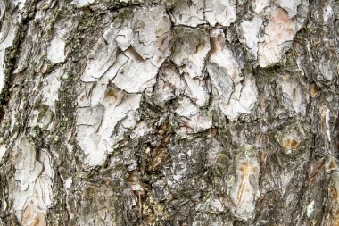 ağaç kabuğu dokusu arkaplanı