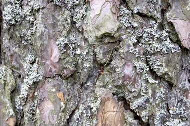 ağaç kabuğu dokusu arkaplanı