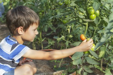 Mutlu küçük çocuk çocuk yaz gününde serada taze domates sebze toplama. Bahçe, Aile, Bahçe, yaşam kavramı