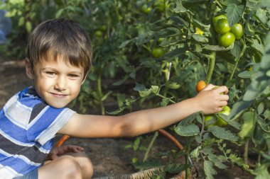 Serada domates sebze toplama mutlu küçük çocuk. Bahçe, Aile, yaşam kavramı