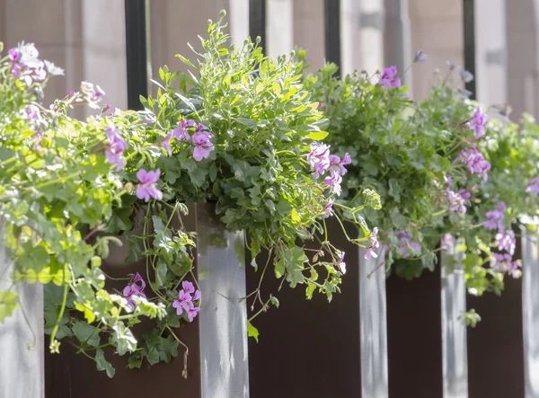 Strada decorata da fiori. Da vicino. — Foto Stock