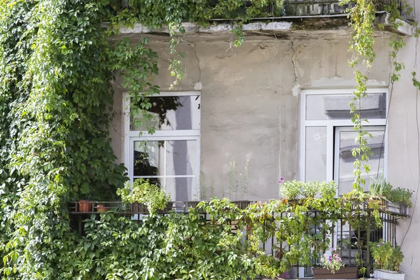 Balkon voller Grünpflanzen und Blumen in einem alten Haus — Stockfoto