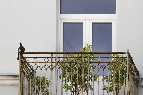 Taubenvogel auf dem alten Balkon. — Stockfoto