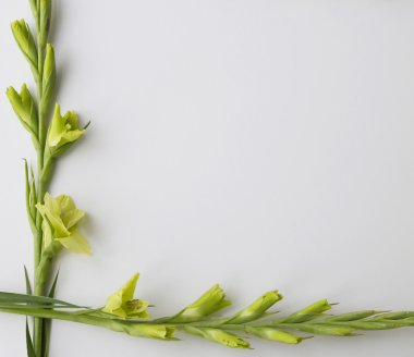 İki çiçek Glayöl beyaz zemin üzerine çerçeve. Düz yatıyordu, en iyi görünümü