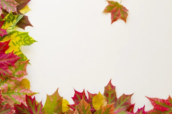 Bunte Herbstblätter Rand auf weißem Hintergrund. — Stockfoto