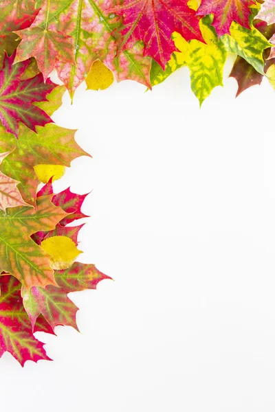 Herbstblätter rahmen auf weißem Hintergrund. vertikales Bild — Stockfoto