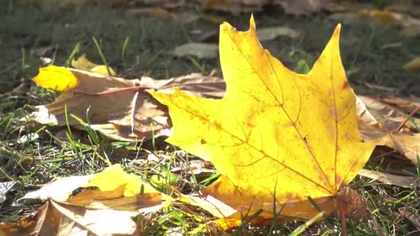 Herfstscène. Vallende kleurrijke gele esdoorn bladeren liggen op de grond in het park, bos op zonnige dag — Stockvideo