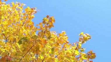 Sonbahar parkında mavi gökyüzünde yaprakları olan akçaağaç ağaçları