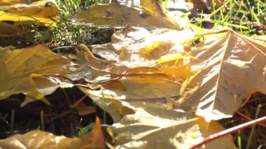 Sonbahar sahnesi. Düşen renkli sarı akçaağaç yaprakları, güneşli bir günde parkta yerde yatıyor.