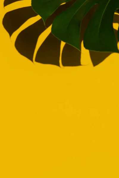 Folhas tropicais Monstera no fundo amarelo. Verão mínimo fundo tropical — Fotografia de Stock